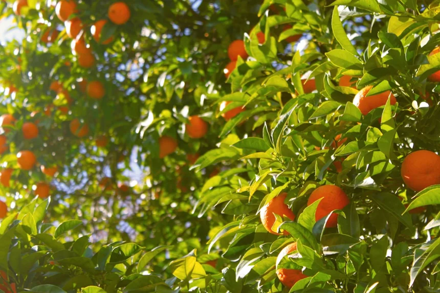 Tangerine