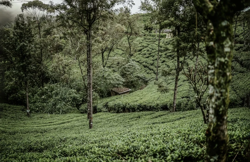 Tea plantation.