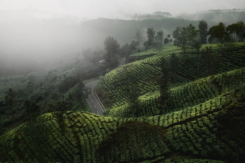Tea plantation