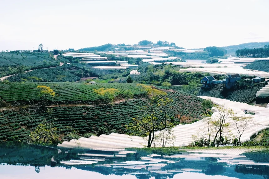 Tongyeong Hydrangea