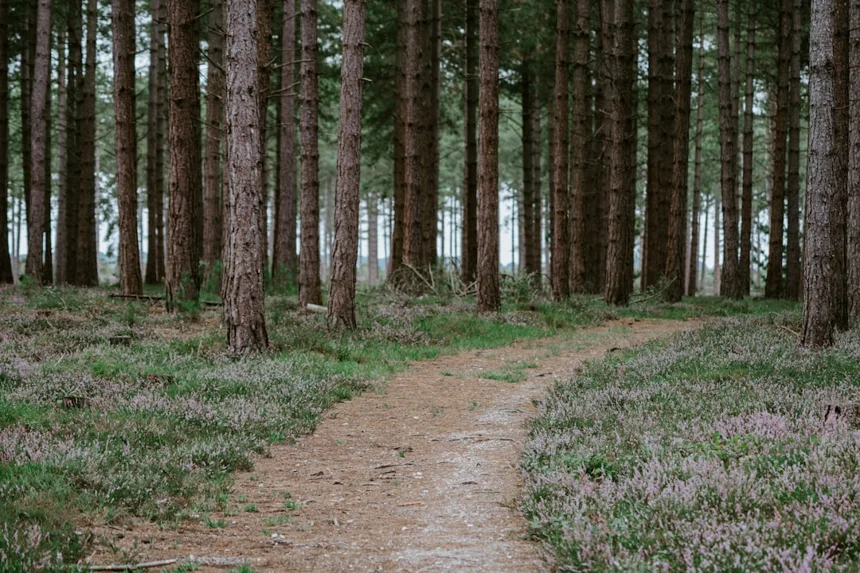 Trail