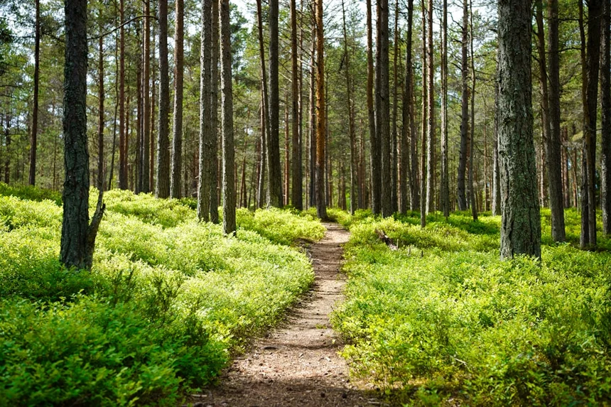 Trail