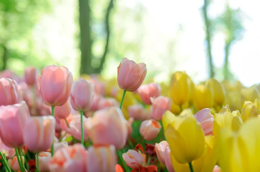 Tulip