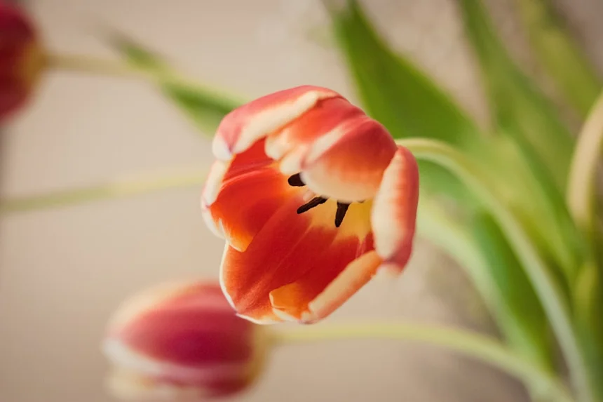 Tulip