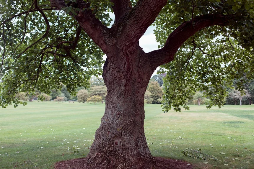 Visa Tree