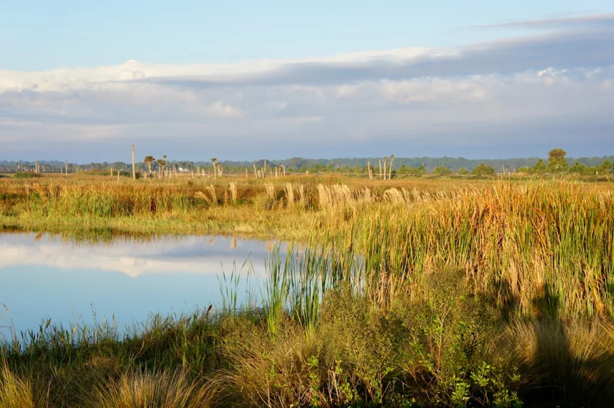 Wetland
