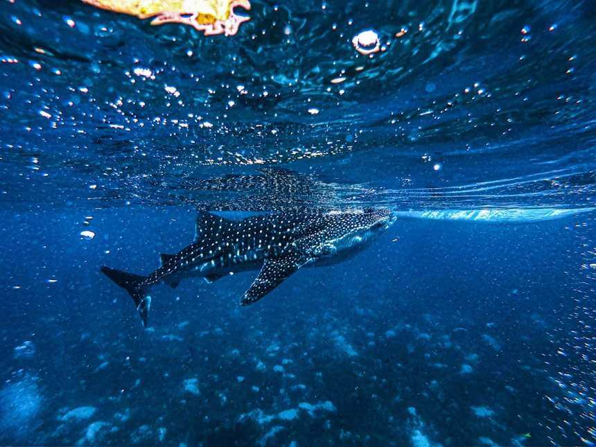 Whale Shark