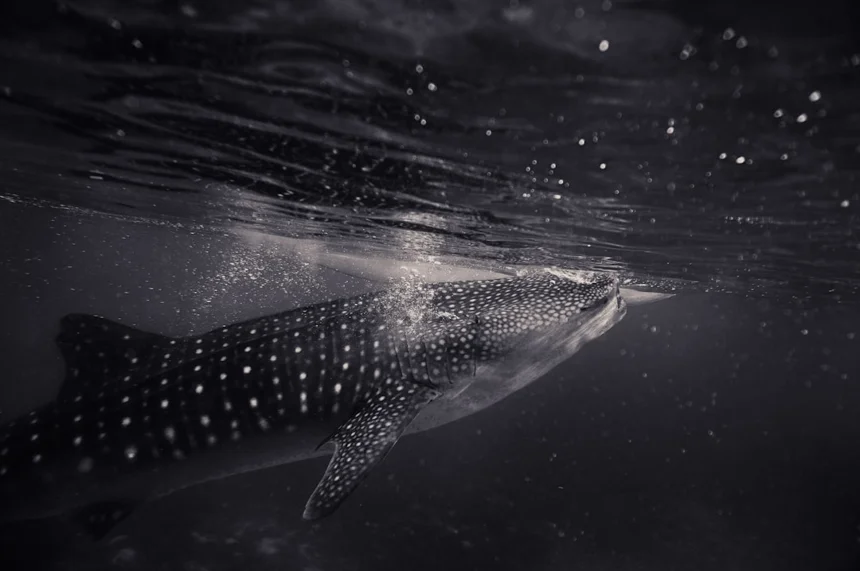 Whale shark