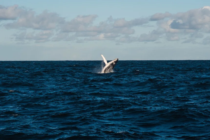 Whale