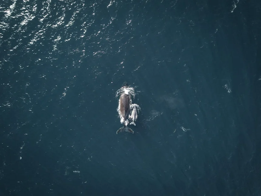 Whale