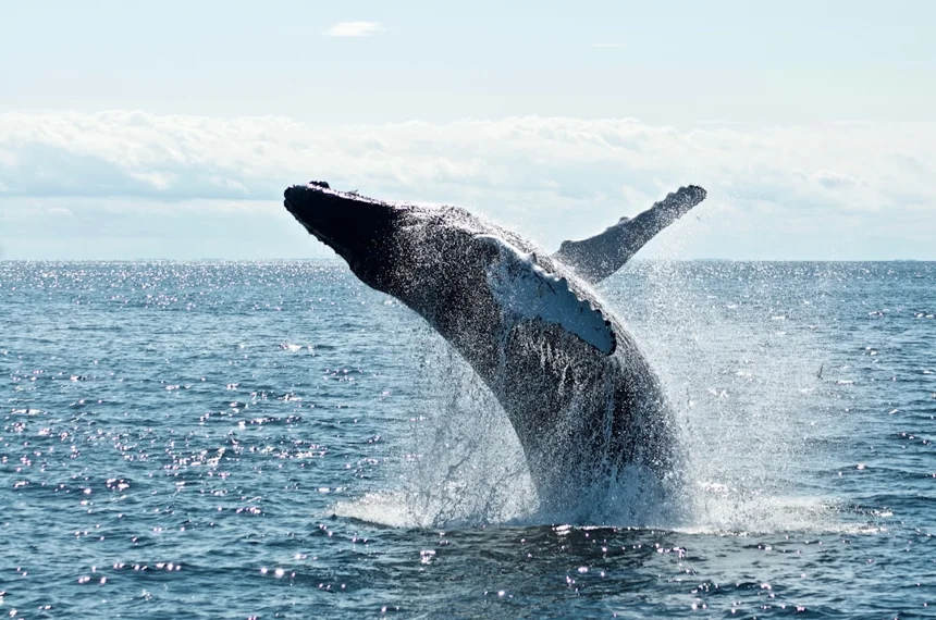 Whale