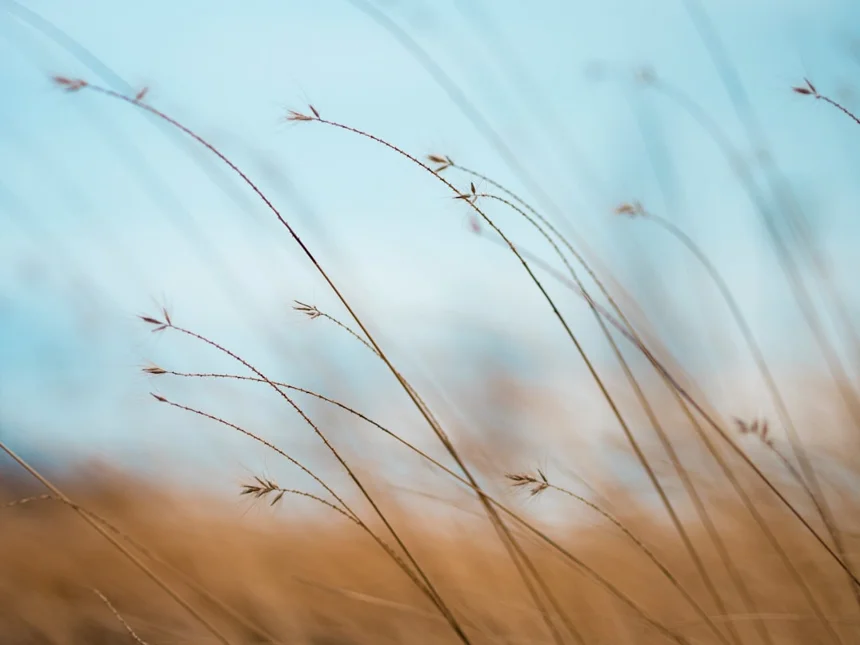 Wind