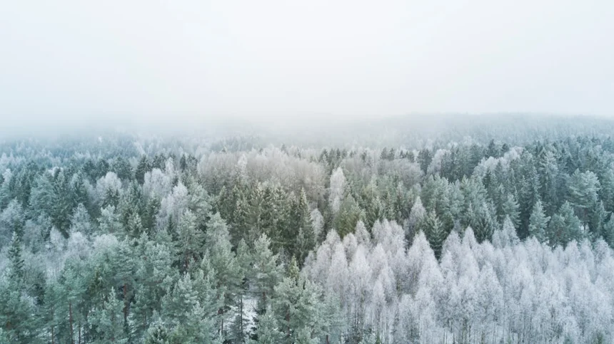 Winter
