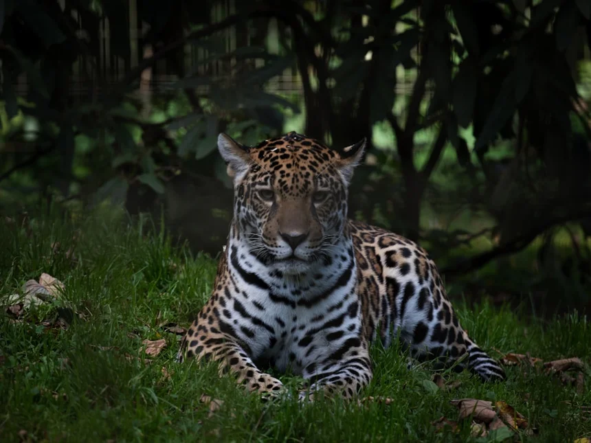 Zoo
