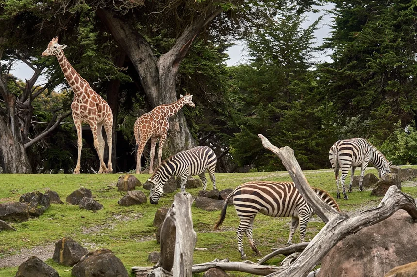 Zoo