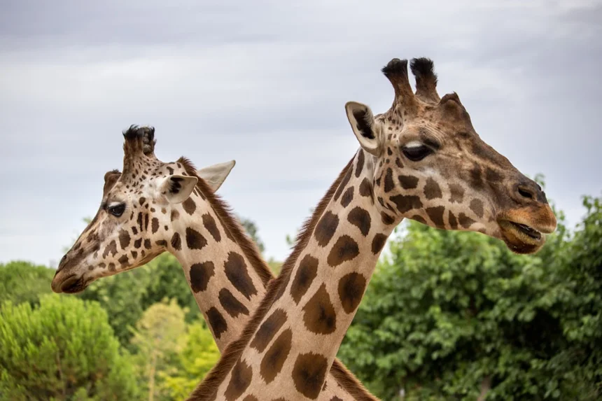 Zoo