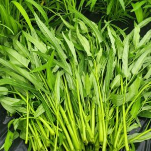 공심채 모닝글로리 1kg, 맛과 건강을 동시에 잡은 솔직 리뷰