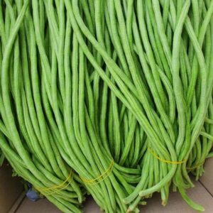 국내산 당일수확 줄콩 롱빈 500g 1kg 줄기콩 추천템, 정말 괜찮은가?