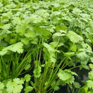 “국내산 고수 100g, 500g 향신료 고수나물 허브 Ngo ri 동남아 식재료” 솔직 사용 후기