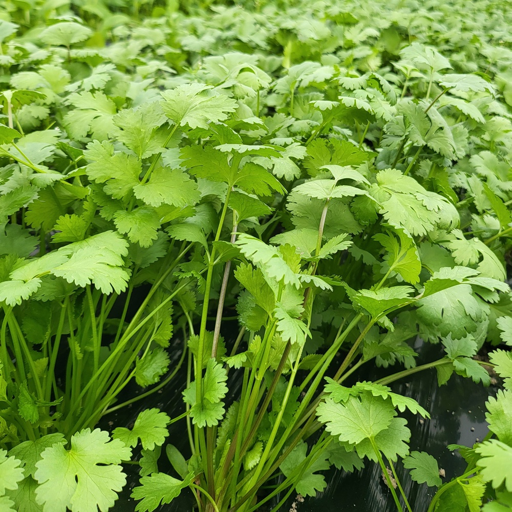 “국내산 고수 100g, 500g 향신료 고수나물 허브 Ngo ri 동남아 식재료” 솔직 사용 후기