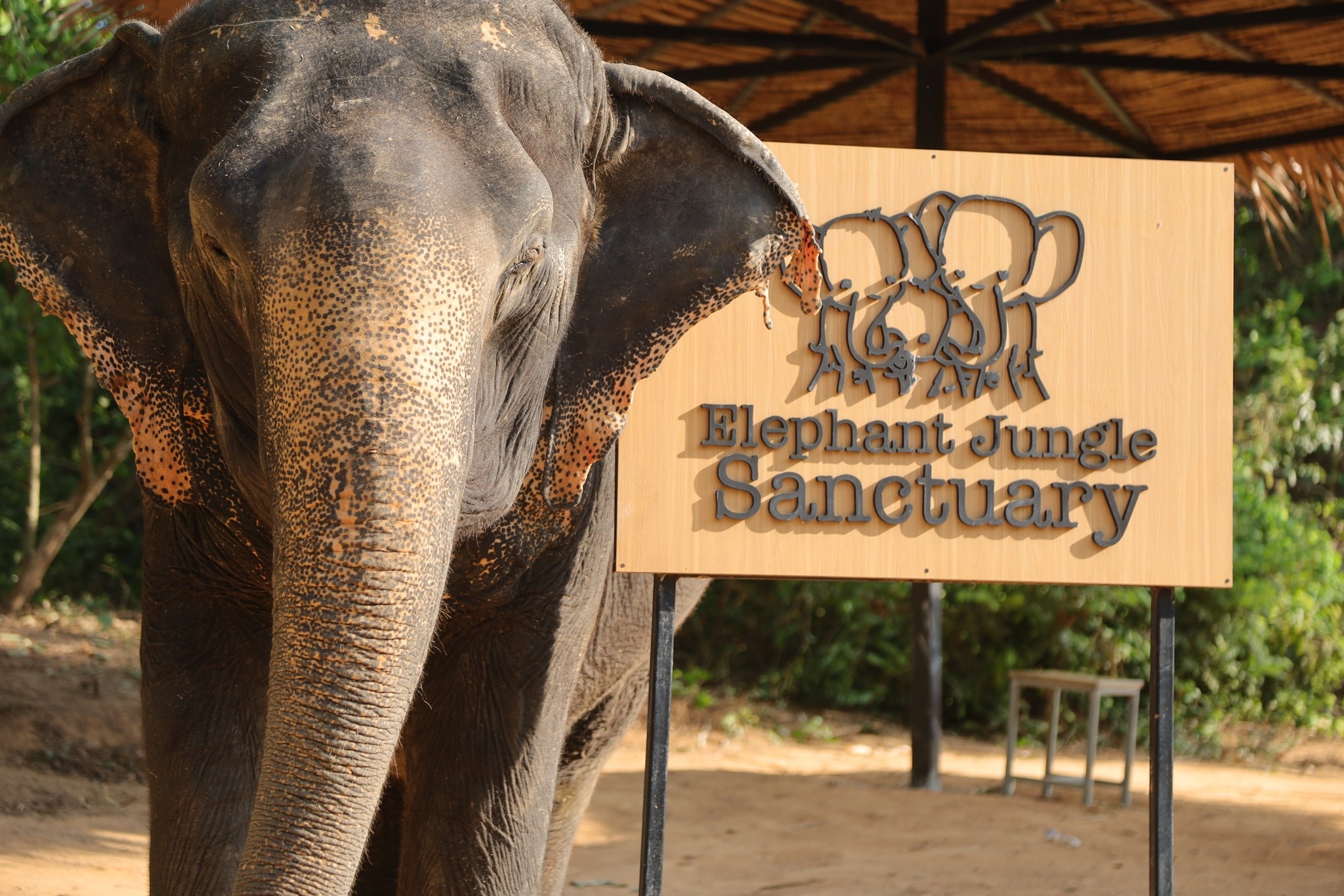 [기프티콘 이벤트] 푸켓 코끼리 보호 캠프 방문 – 천연의 품에서 코끼리와의 특별한 시간