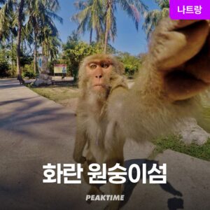 꼭 가봐야 할 나트랑 원숭이섬 투어 화란섬 투어 픽업샌딩 스피드보트 추천
