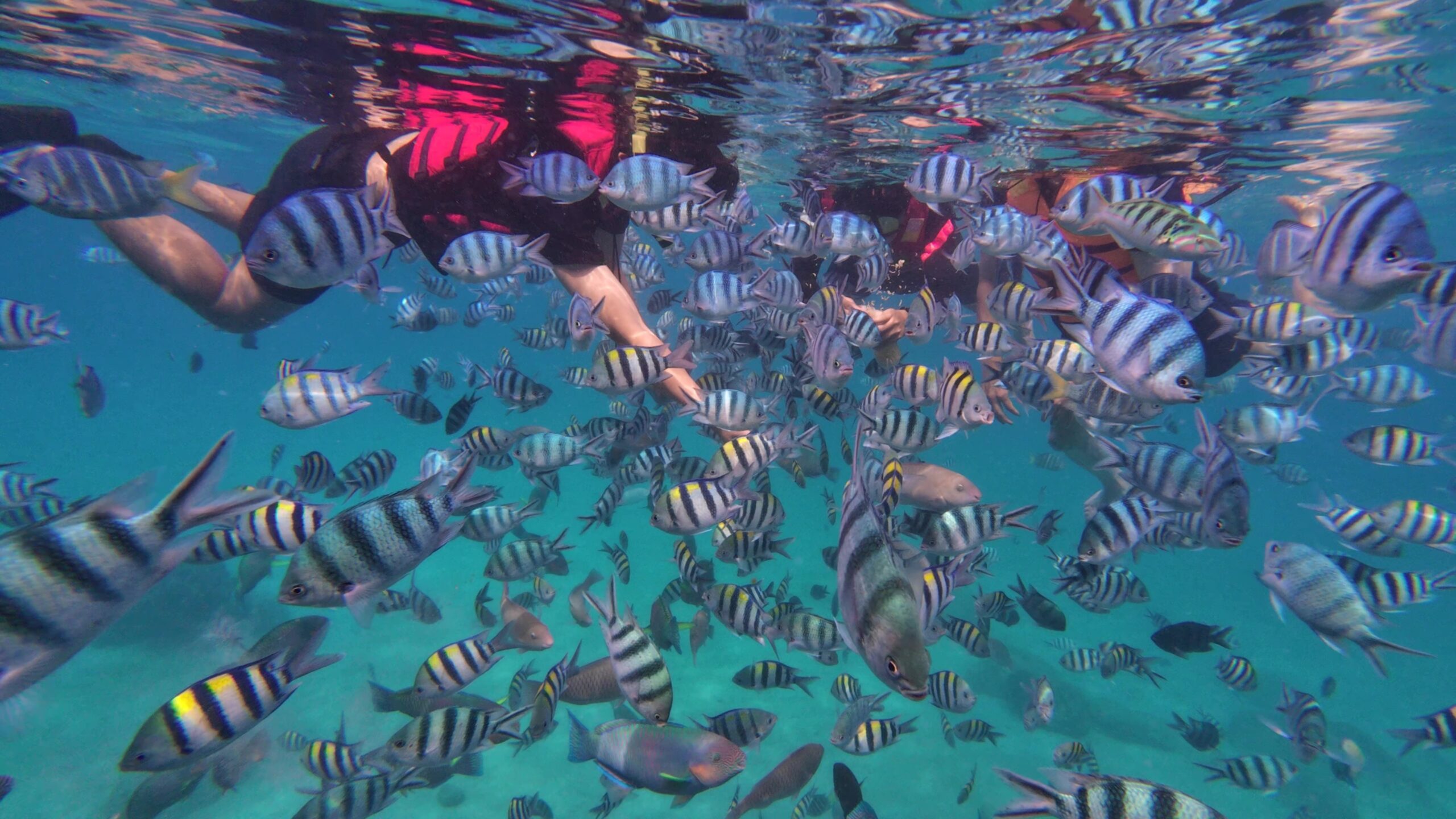 나트랑 호핑투어 어메이징 스노쿨링, 놓치면 후회할 진짜 필수템