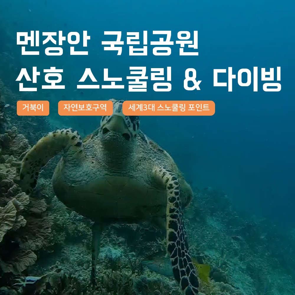 [발리] 멘장안 거북이 스노쿨링 스쿠버다이빙 해양 액티비티 산호 픽업샌딩 북부투어 솔직 후기
