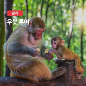발리 우붓 프라이빗 단독 투어 후기, 정말 가성비 좋네요