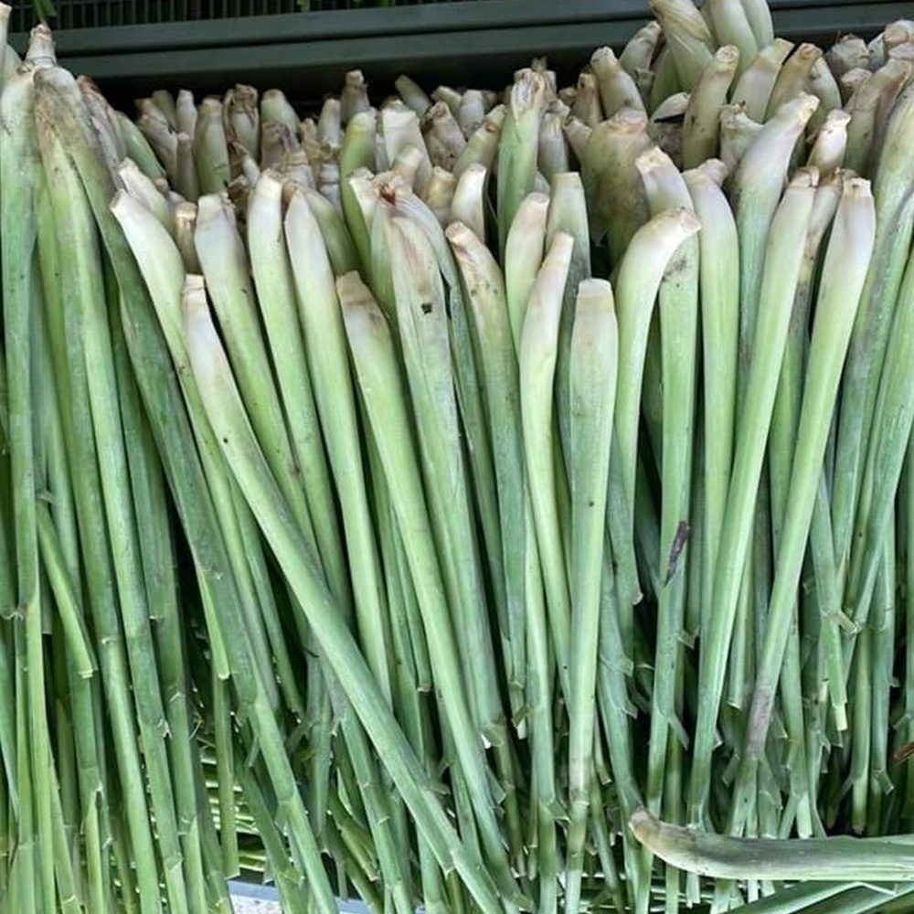 “베트남 생 레몬그라스 1kg 태국 향신료 샤 Sa 동남아 식재료” 솔직 리뷰