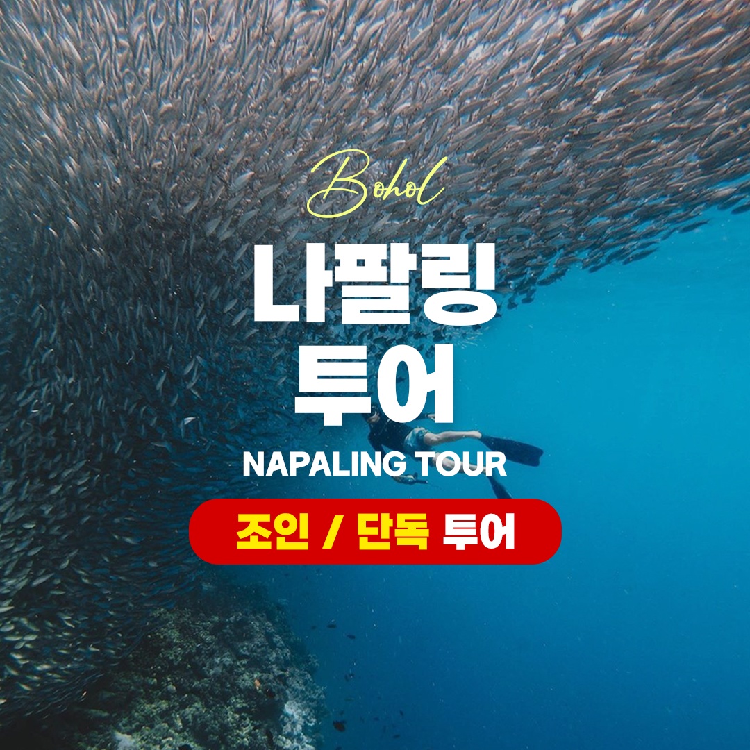 “보홀 나팔링 투어 스노클링 정어리떼 체험 프리다이빙 자유여행 패키” 장단점 총정리 실제 써보니