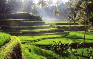 인도네시아 발리 울루 페타누 & 티부마나 폭포 & 스윙 & 뜨갈랄랑 계단식 논 투어, 솔직 후기와 추천 포인트