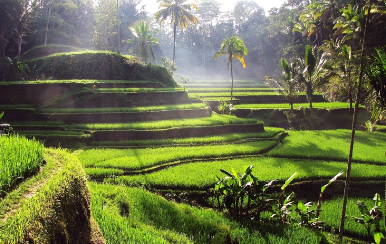 인도네시아 발리 울루 페타누 & 티부마나 폭포 & 스윙 & 뜨갈랄랑 계단식 논 투어, 솔직 후기와 추천 포인트