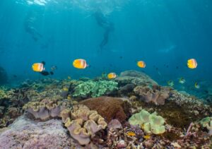 “인도네시아 발리 아메드 스노클링” 필수 경험 후기