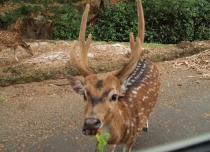 “인도네시아 자카르타 따만 사파리 투어”를 다녀온 솔직 후기