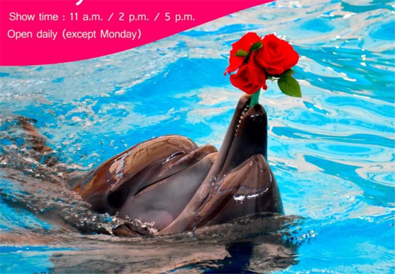 태국푸켓 돌핀스 베이 푸켓 입장권, 놓치지 말아야 할 여행 필수템